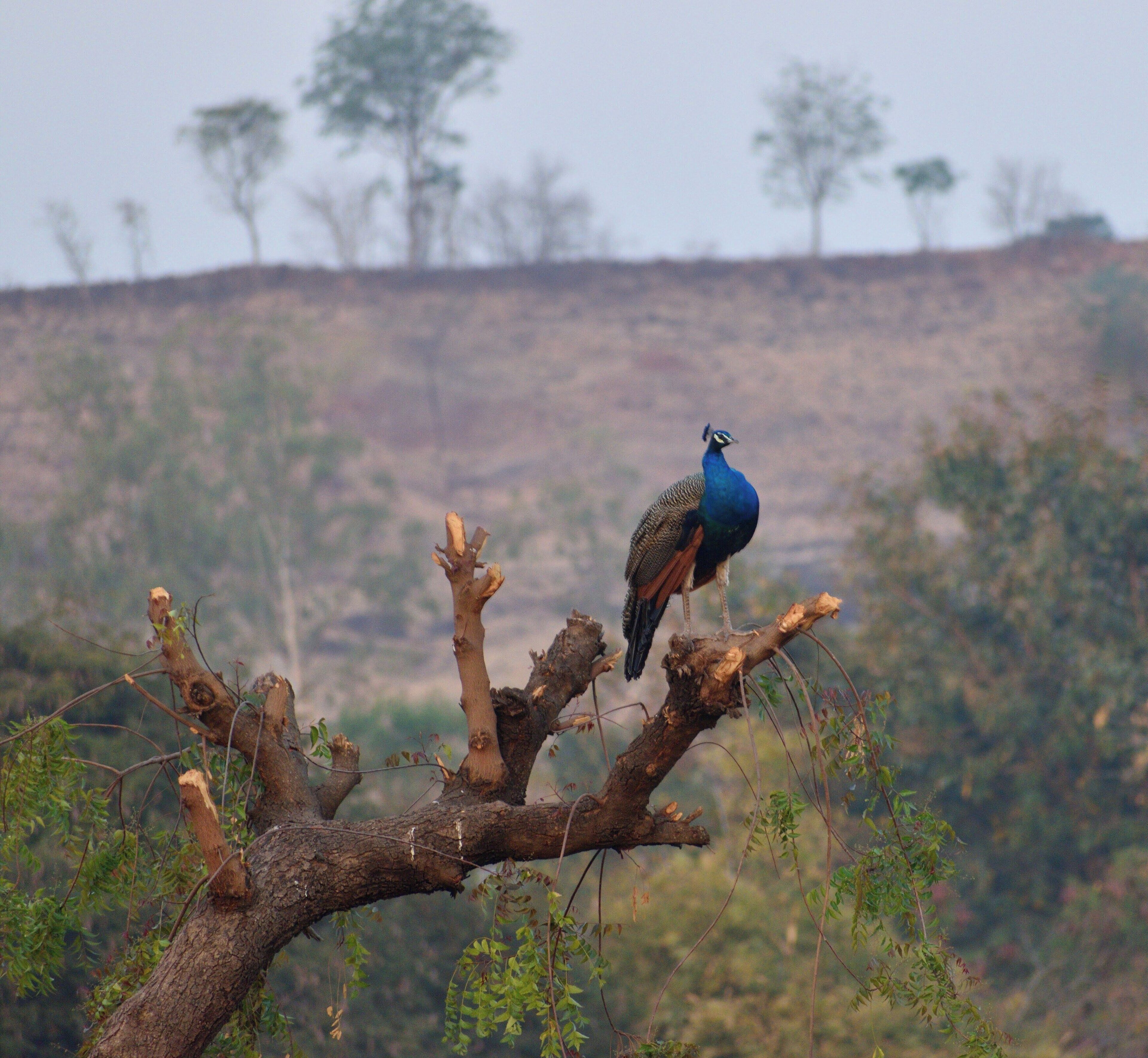 A peacock perched on a branch with a dry, hilly landscape in the background.