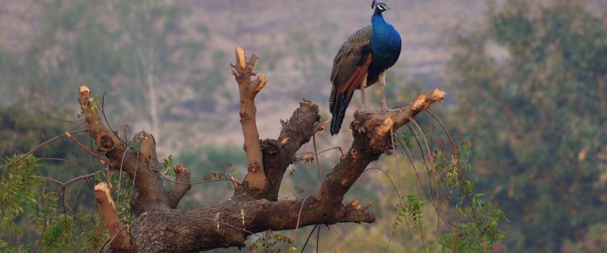 A peacock perched on a branch with a dry, hilly landscape in the background.