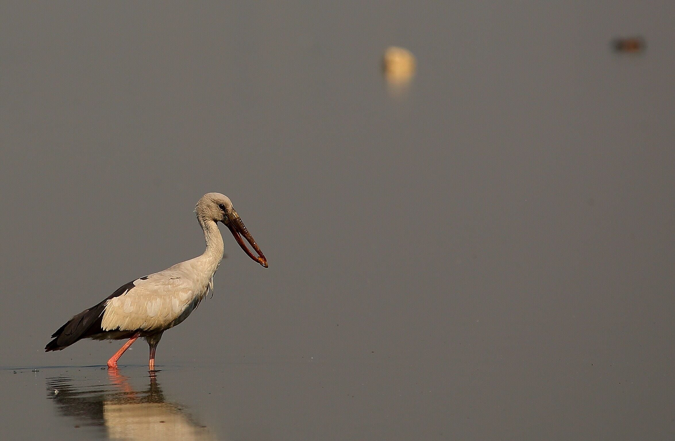 Open bill stork with a catch( Clams). These birds usually have a curved lower beak that is apparently formed in the later years and said to be an adaption to pick up the clams