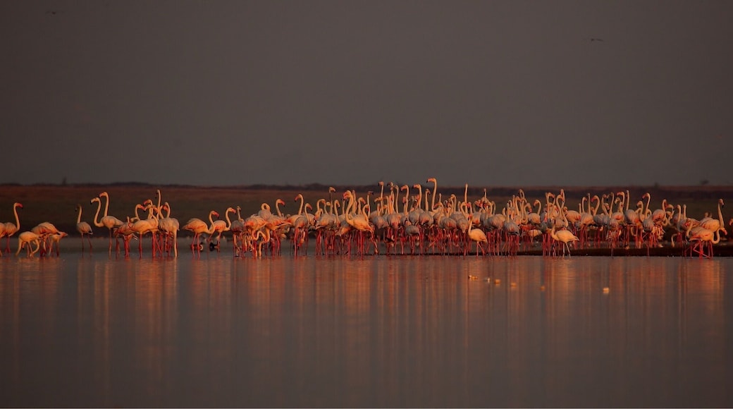 The golden period of the day when the first ray's of the sunlight falls horizontal on a group of flamingoes.. The calm rivers create a perfect diffused reflection that makes up a dreamy scene. It probably belies the level of excitement we all had when we were waiting in the boats by the hoardes for the sun to shine.