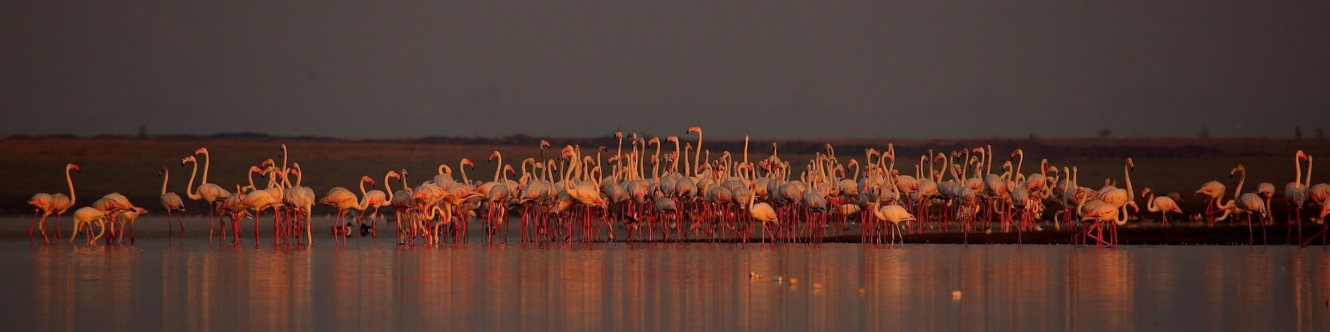 The golden period of the day when the first ray's of the sunlight falls horizontal on a group of flamingoes.. The calm rivers create a perfect diffused reflection that makes up a dreamy scene. It probably belies the level of excitement we all had when we were waiting in the boats by the hoardes for the sun to shine.