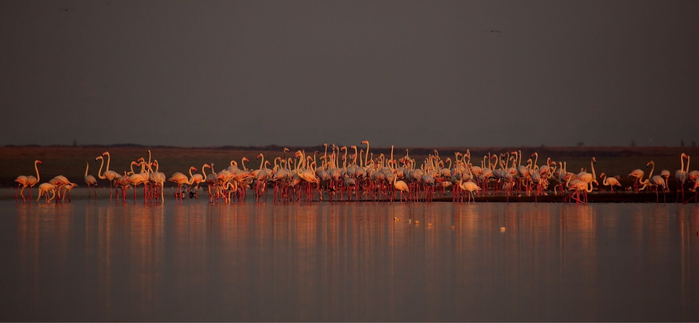 A large flock of flamingos standing in a body of water at dusk.