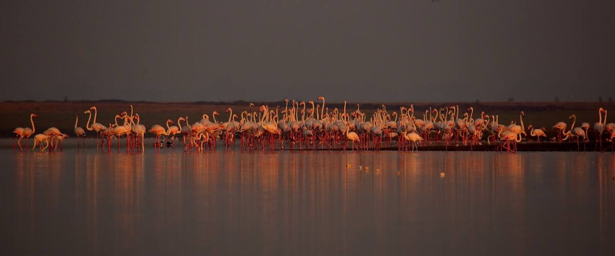 A large flock of flamingos standing in a body of water at dusk.
