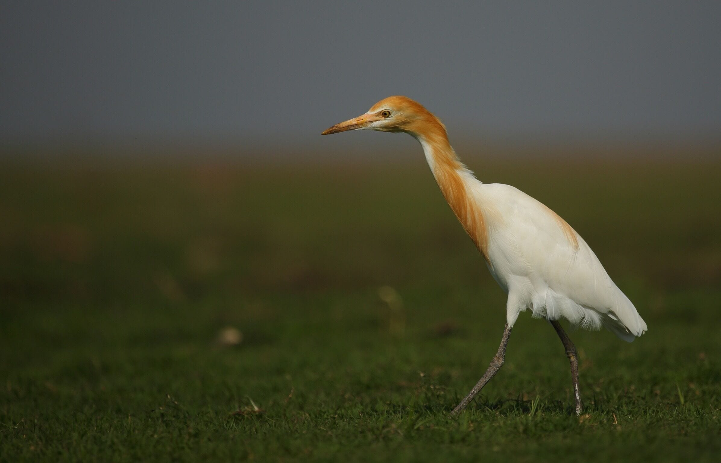 Cattle Egret