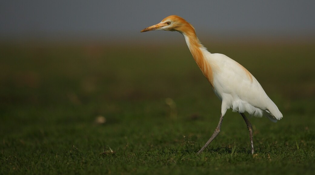 Cattle Egret