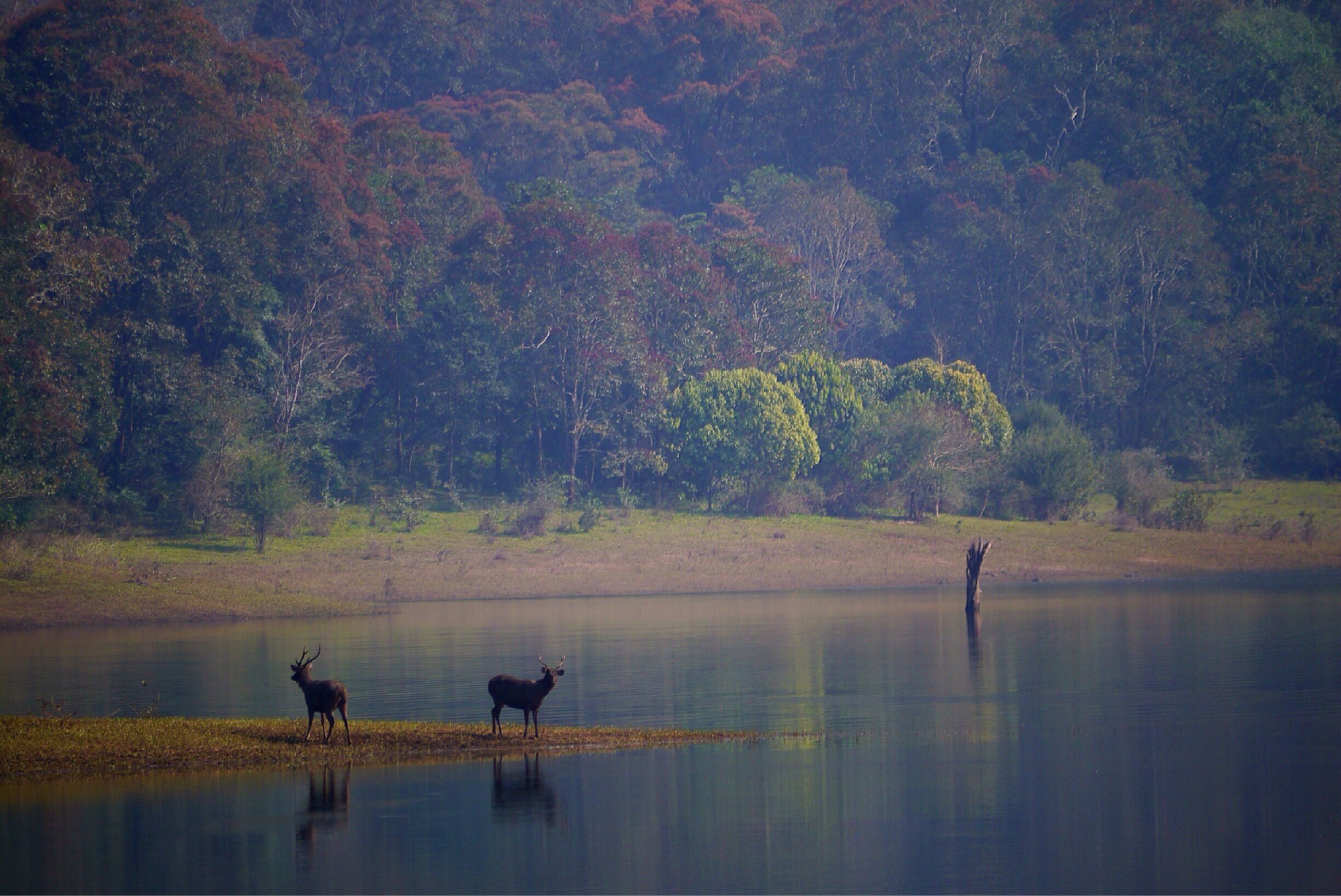 You're sitting on a boat with 60 other people, who then are all standing up and rushing to one side of the boat as a guide addresses that two Sambars are duelling. Langurs, egrets, wild boars, cormorants, are everywhere. Sad to not see a tiger nor an elephant, but still a cool experience! 