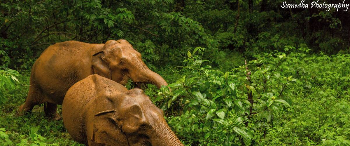 Mudbathed Indian elephants enjoying some monsoon greens.
I have always been fascinated by this majestic beauty and somehow almost always encountered them while crossing some wildlife territory or a sanctuary.