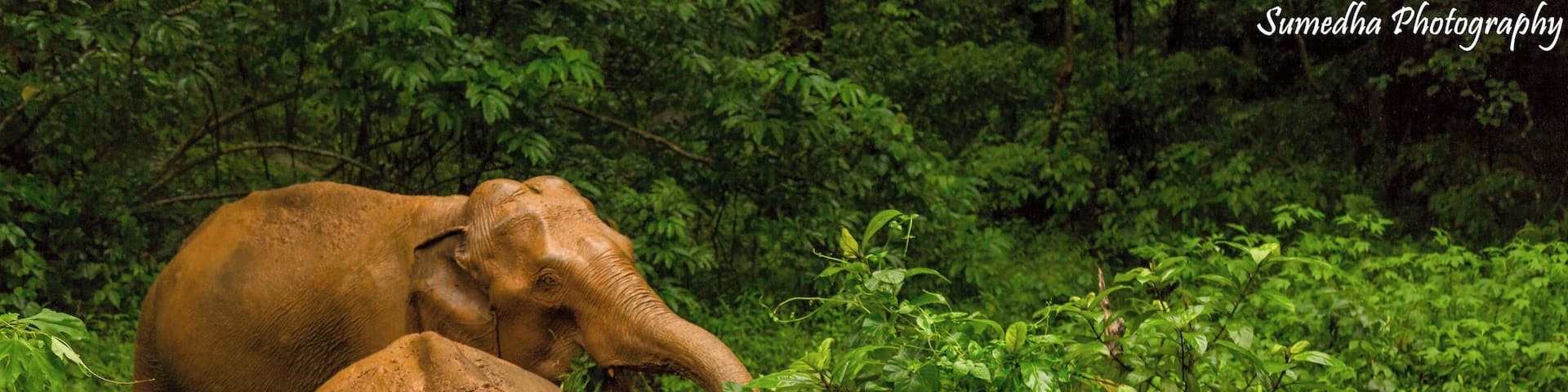 Mudbathed Indian elephants enjoying some monsoon greens.
I have always been fascinated by this majestic beauty and somehow almost always encountered them while crossing some wildlife territory or a sanctuary.