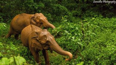 Two elephants in a lush green forest.