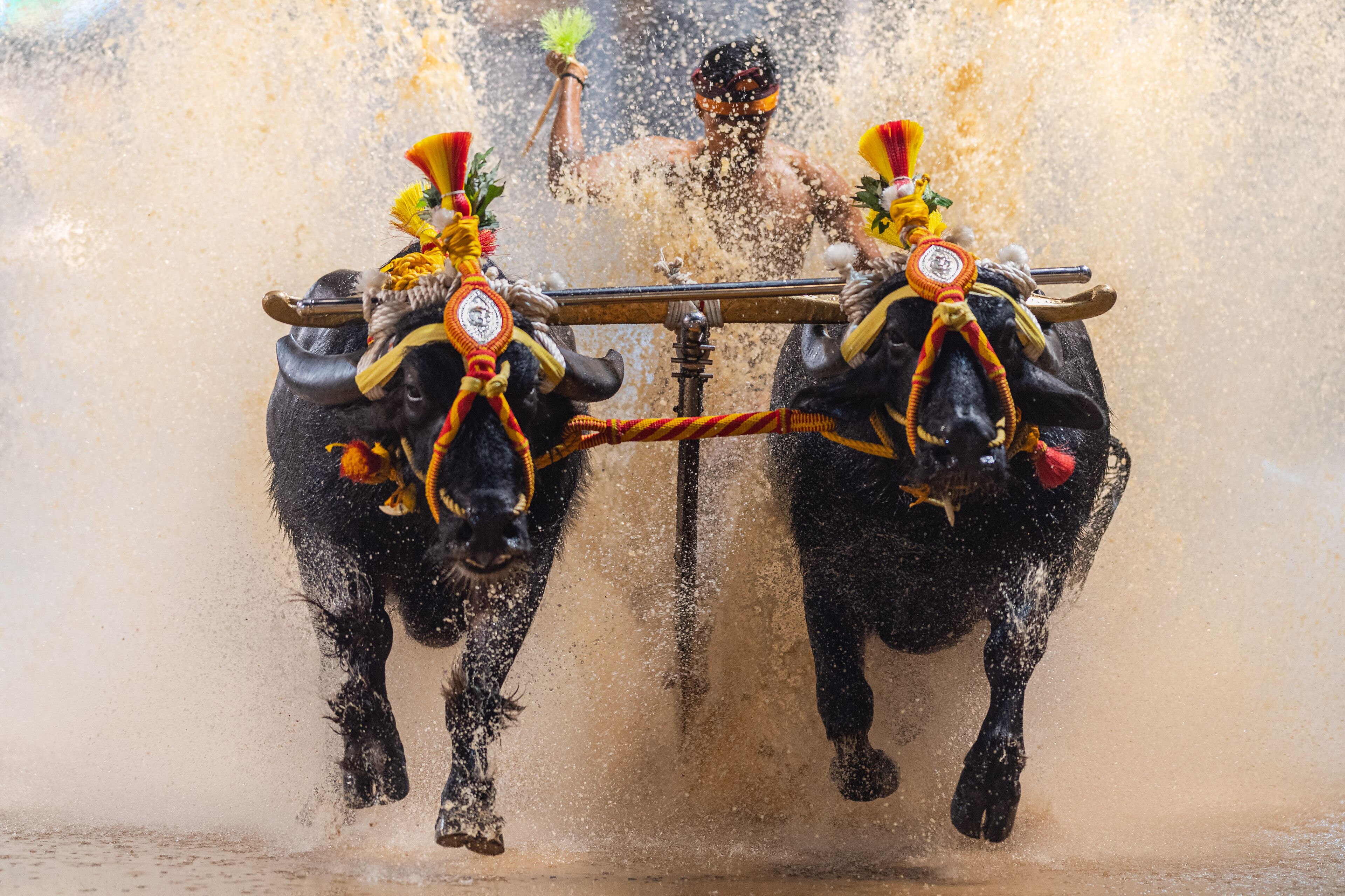 Mangalore, Karnataka - December 30th 2023 - Photo of Kambala or Buffalo race, Traditional cultural sport of southern india, specifically in the region of Thulunadu of Karnataka