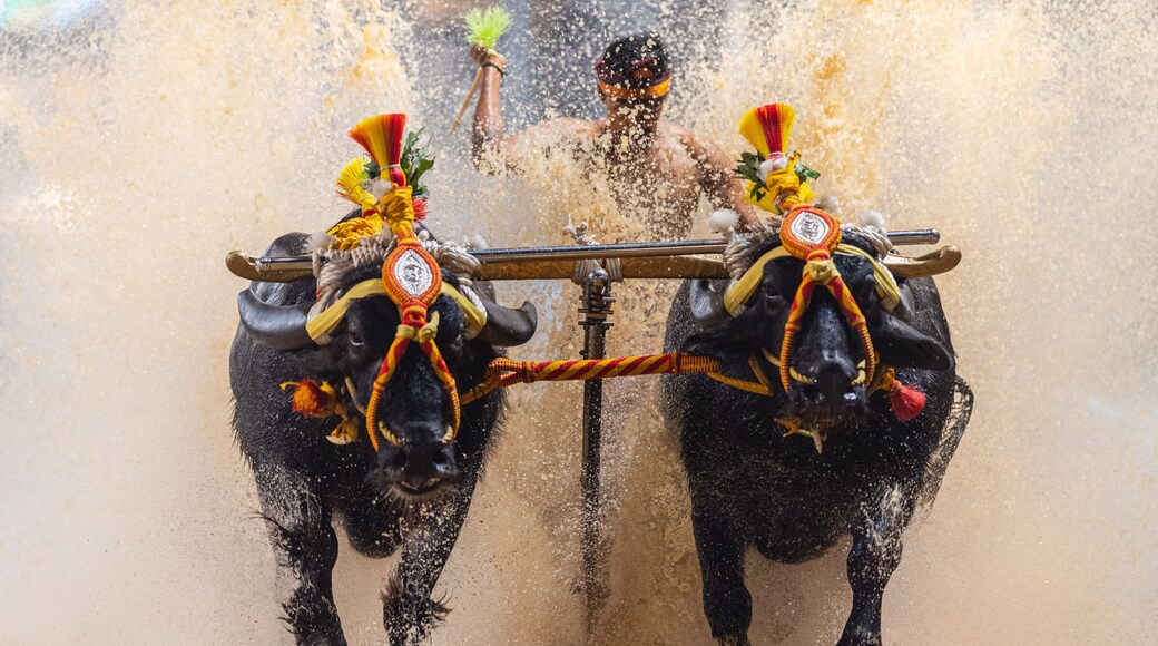 Mangalore, Karnataka - December 30th 2023 - Photo of Kambala or Buffalo race, Traditional cultural sport of southern india, specifically in the region of Thulunadu of Karnataka
