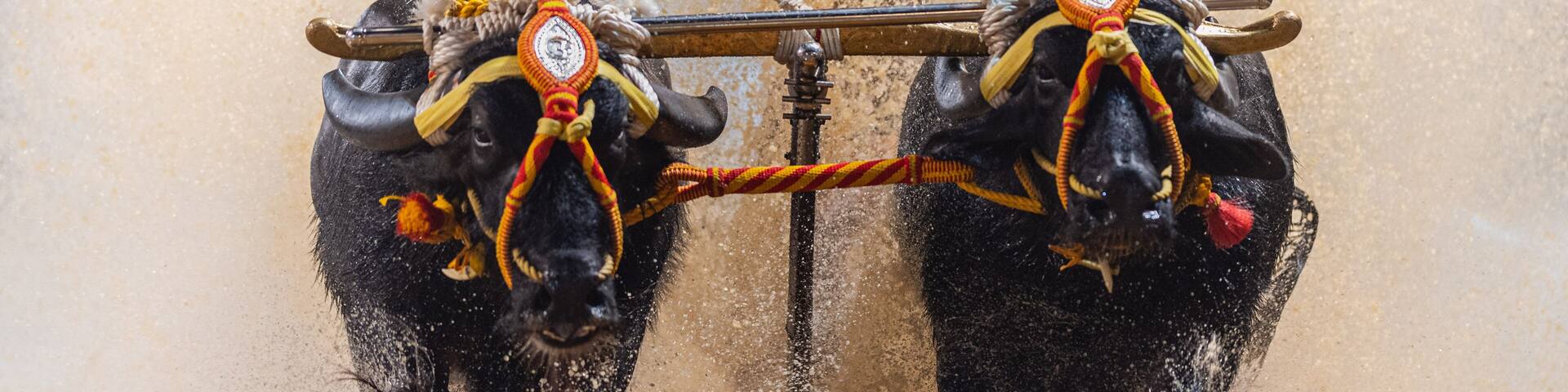 Mangalore, Karnataka - December 30th 2023 - Photo of Kambala or Buffalo race, Traditional cultural sport of southern india, specifically in the region of Thulunadu of Karnataka