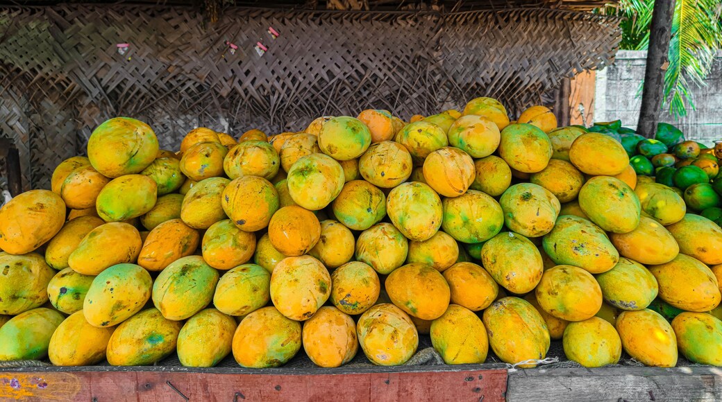 Banginapalli, Neelum mango, Alphanso, Mulgoa, Ratnagiri mango, Malda mango, Sindhura mango, kesar mango, haapus mango, himsagar mango, Bangalora, langra mango seeling at mambakkam, chennai, india.