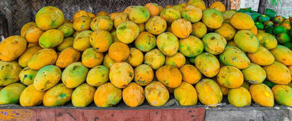 A large pile of yellow and green mangoes under a thatched roof.