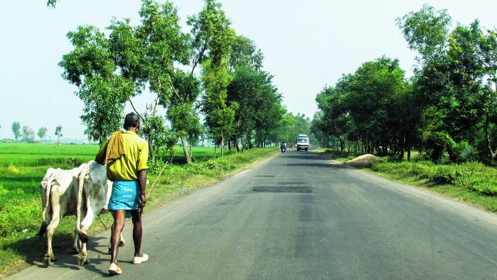 A rural road flanked by trees and green fields.