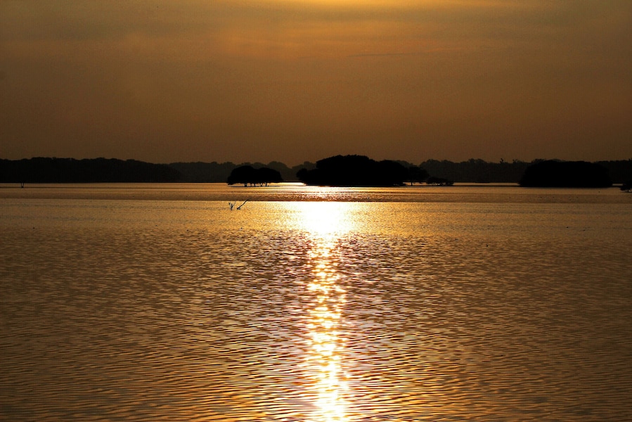 Golden Nature
Thol Lake
Thol Wildlife Sanctuary 
#AdventurePacked
#Golden