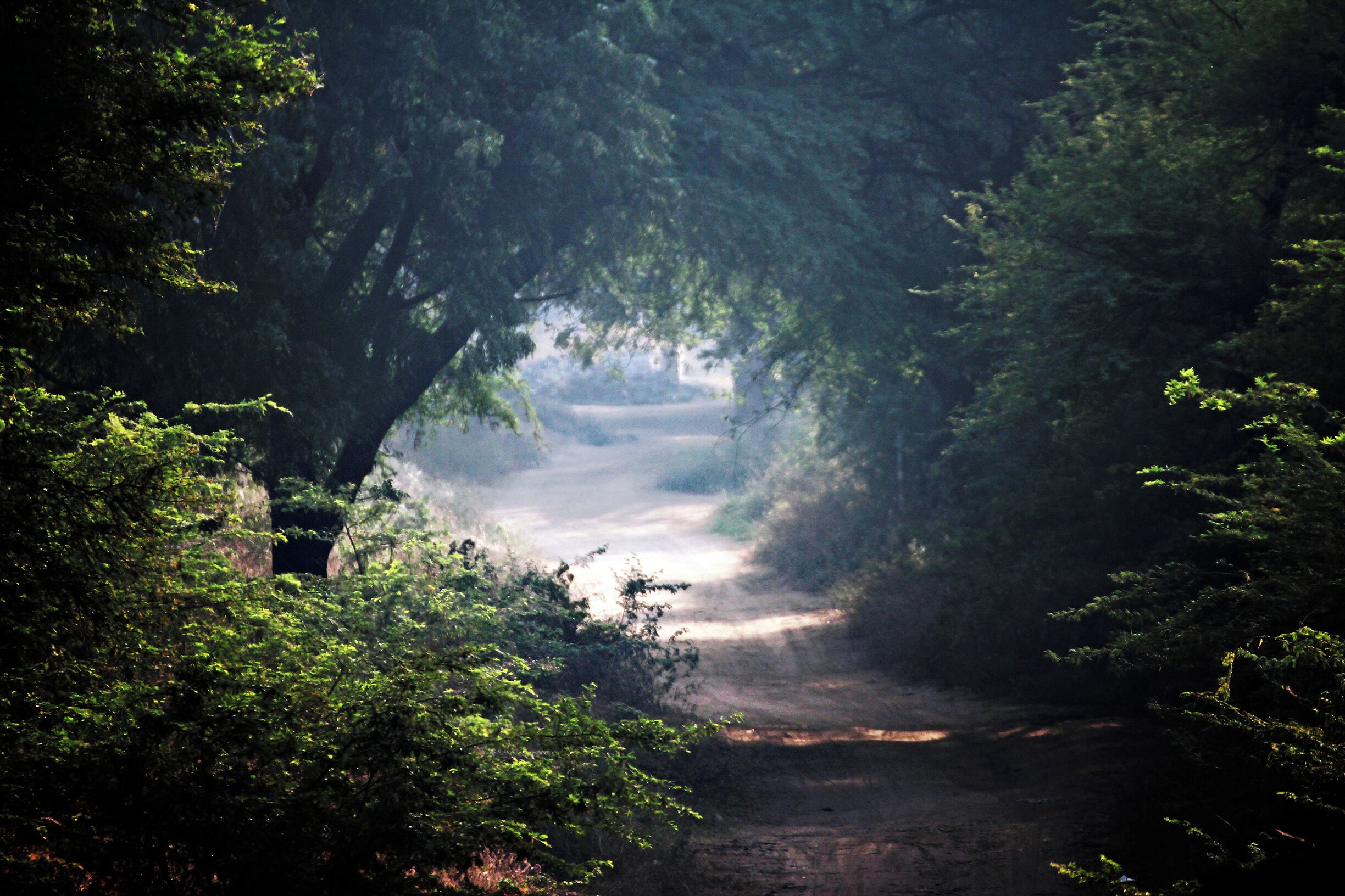 Thol lake bird Sanctuary
#UrbanJungle