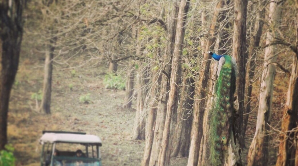 Mesmerized to spot this colorful peacock sitting on a tree branch during Safari at Bandipur forests.
#nationalpark
#nationalparkphotocontest