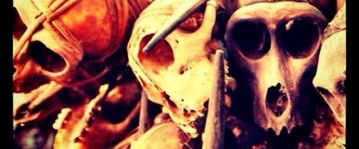 A collection of skulls and bones.