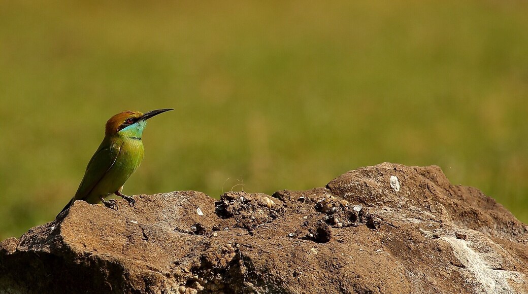 Bee eater - check out its color in full screen to appreciate it more. This bird perches it self of a small rock and keeps making sorties to snag flying bees with amazing precision!!
