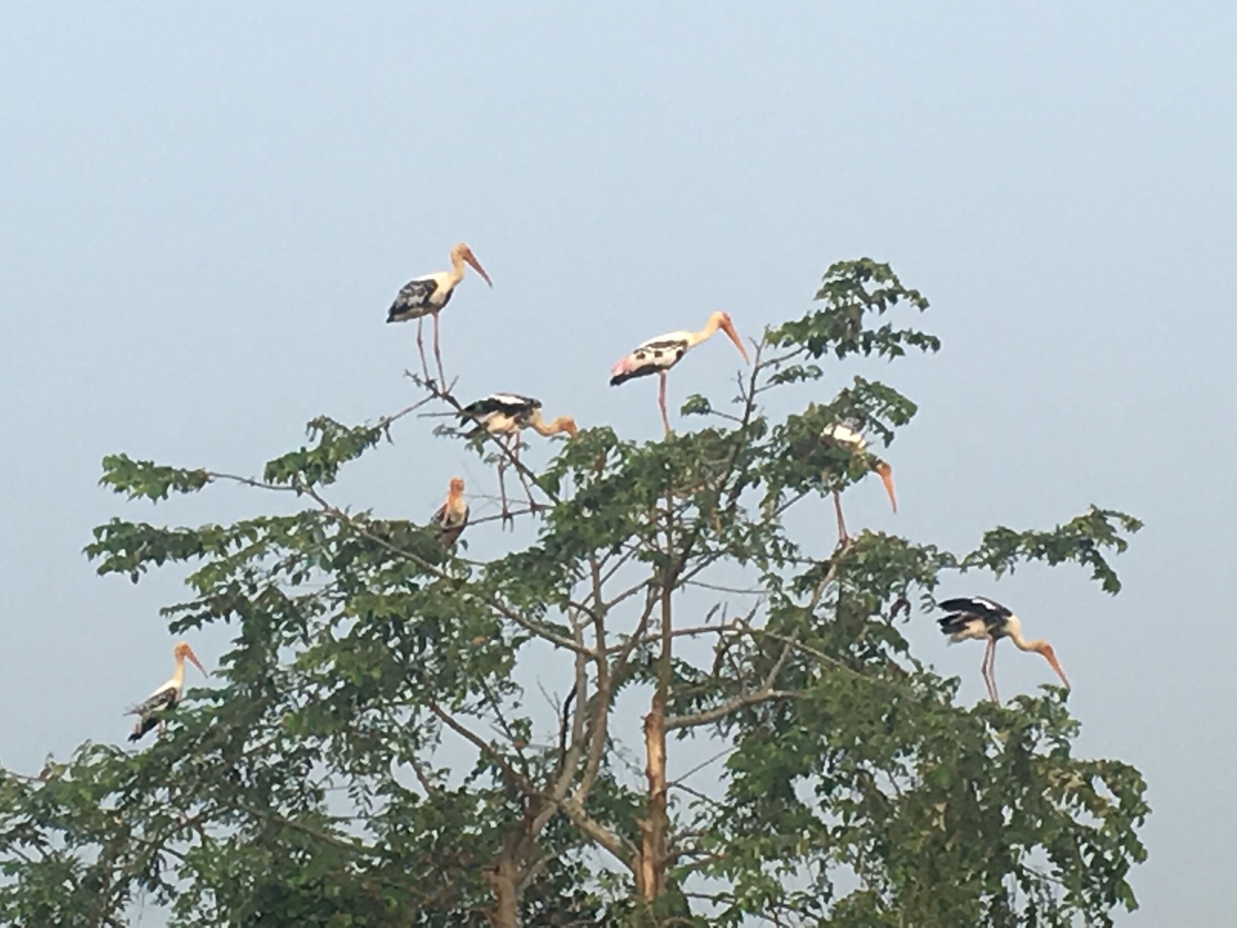 A group of 300-400 Painted storks and some perched on a tree at Adat Kole fields, Thrissur. 

The painted stork (Mycteria leucocephala) is a large wader in the stork family. It is found in the wetlands of the plains of tropical Asia south of the Himalayas in the Indian Subcontinent and extending into Southeast Asia. Their distinctive pink tertial feathers of the adults give them their name. They forage in flocks in shallow waters along rivers or lakes. They immerse their half open beaks in water and sweep them from side to side and snap up their prey of small fish that are sensed by touch. As they wade along they also stir the water with their feet to flush hiding fish. They nest colonially in trees, often along with other waterbirds.