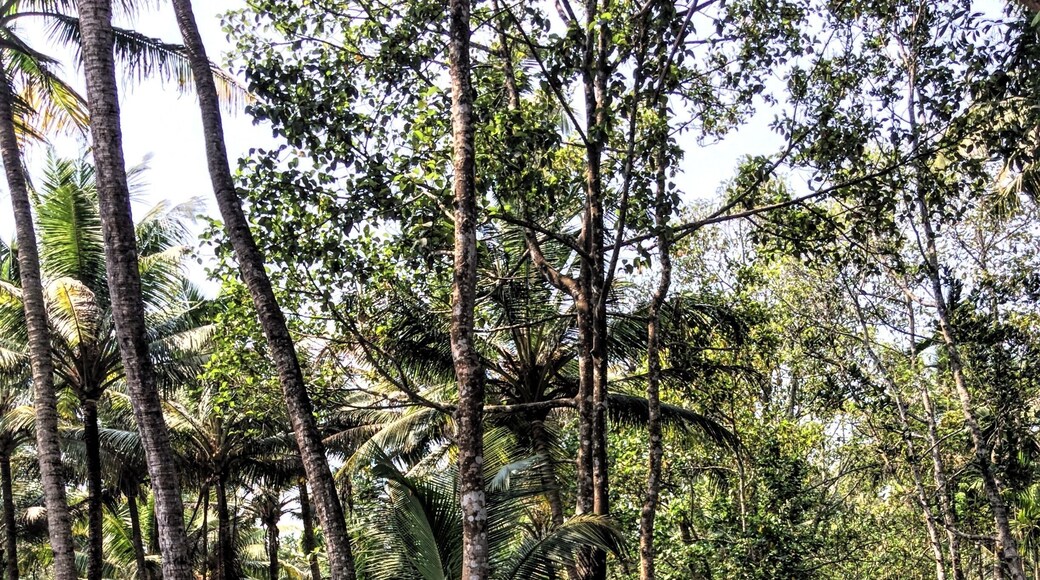 The boathouses cruising through the backwaters is the mainstay of a Kerala experience. But to get through the narrow channels, a kayak or small boat is required. The channels are lined with houses of locals;
We navigated through these channels on a canoe with a guide where we passed by beautiful rice fields, and small islands.
One of the best parts about travelling through these backwaters is bird watching, as we made our way through the narrower channels. In addition, these tours also include stops at small-scale industries and the local market.
The smaller boats and kayaks are definitely a more intimate and a great way to learn about the culture and lives of the locals residing in these areas.