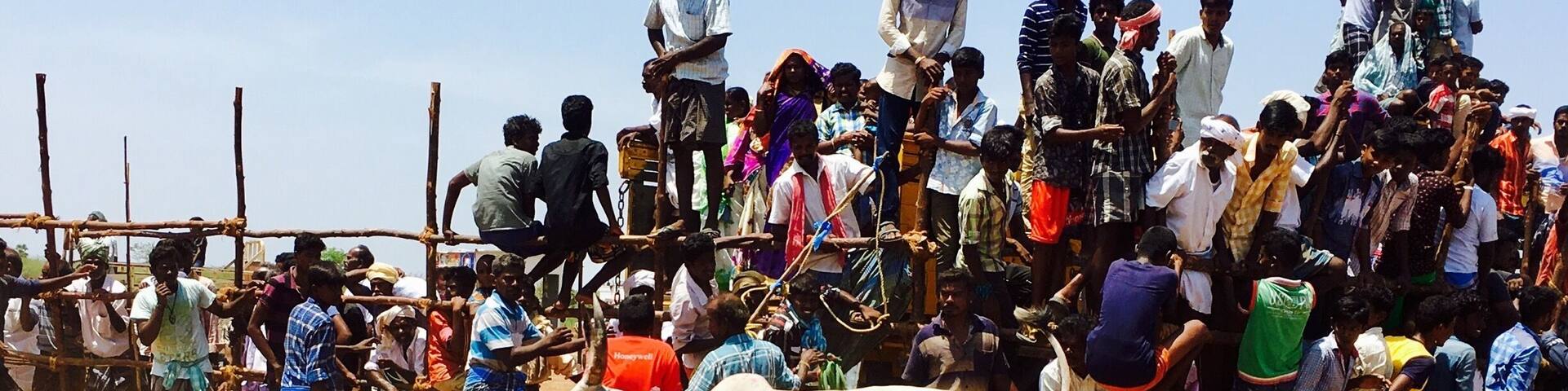 #Jellikettu Bullfight at KOOTHAKUDY, in Karaikkudy , Tamilnadu