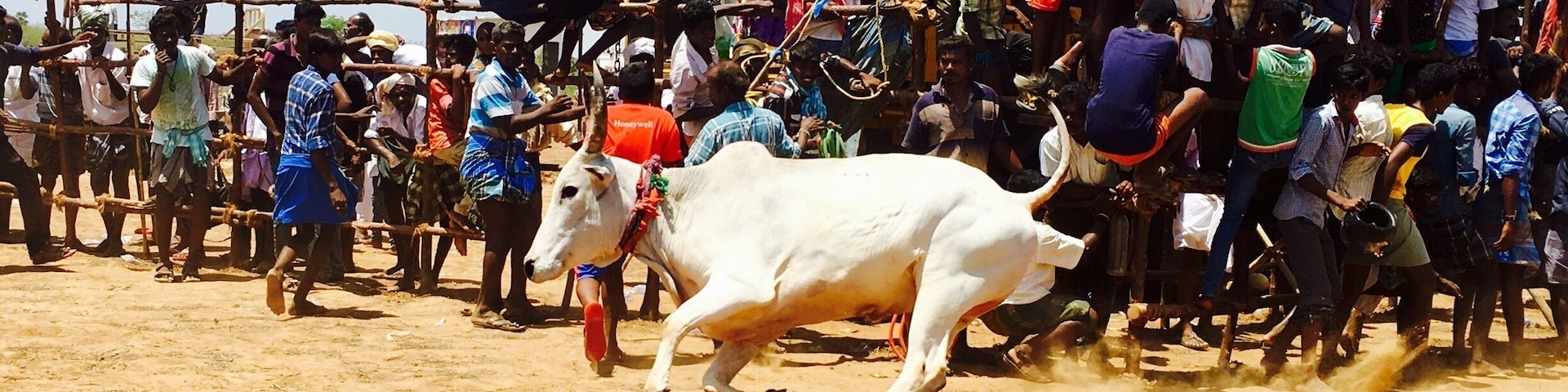 #Jellikettu Bullfight at KOOTHAKUDY, in Karaikkudy , Tamilnadu