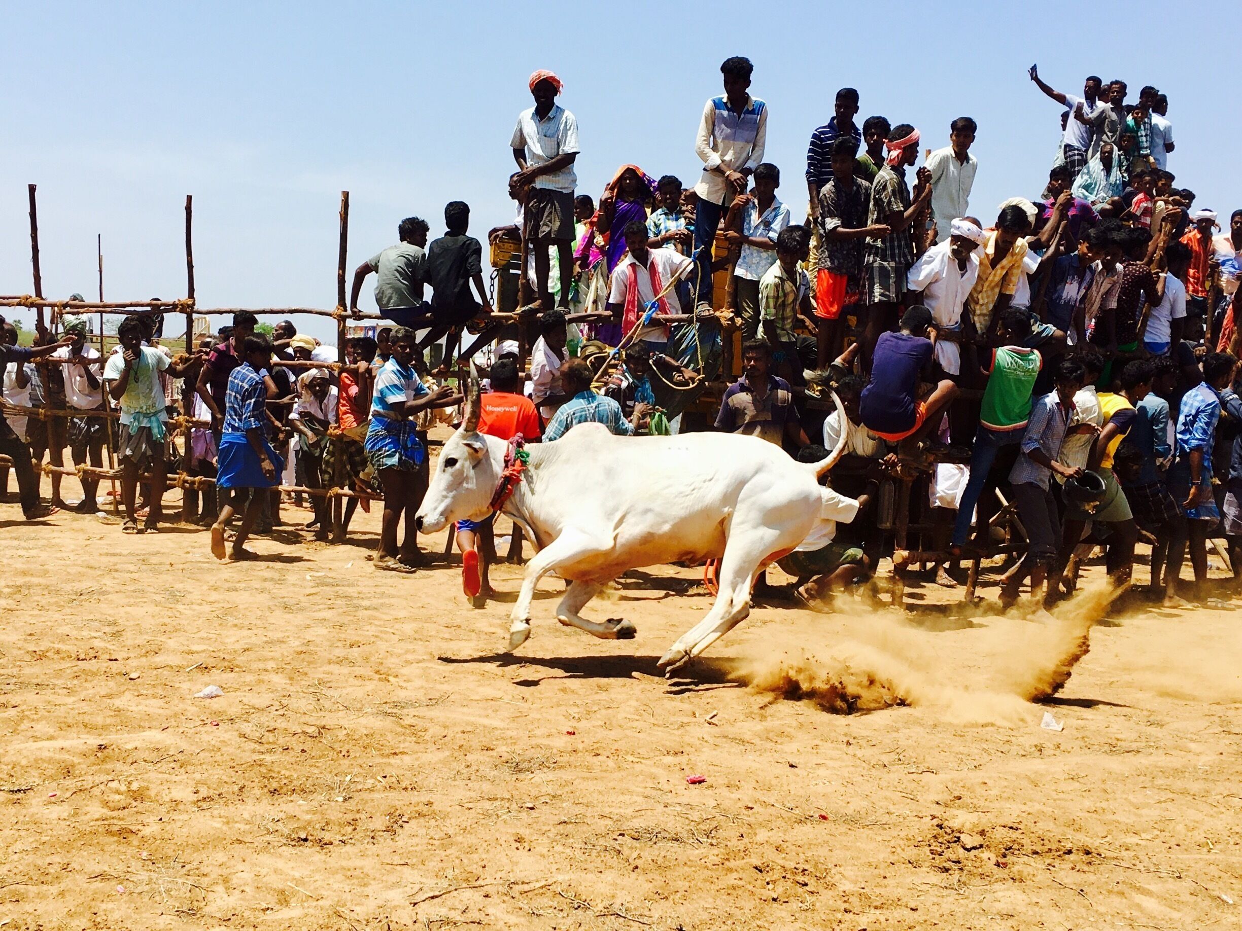 A bullfight with a crowd of spectators in a sandy arena.