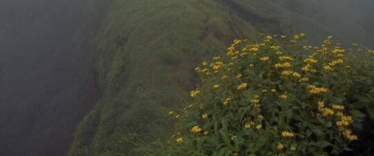A foggy mountain landscape with a green ridge and yellow flowers in the foreground.