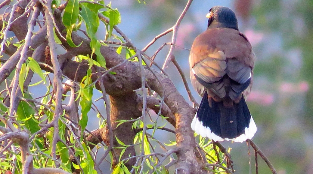 Baby got back😀
Bird watching#camera in action after long.