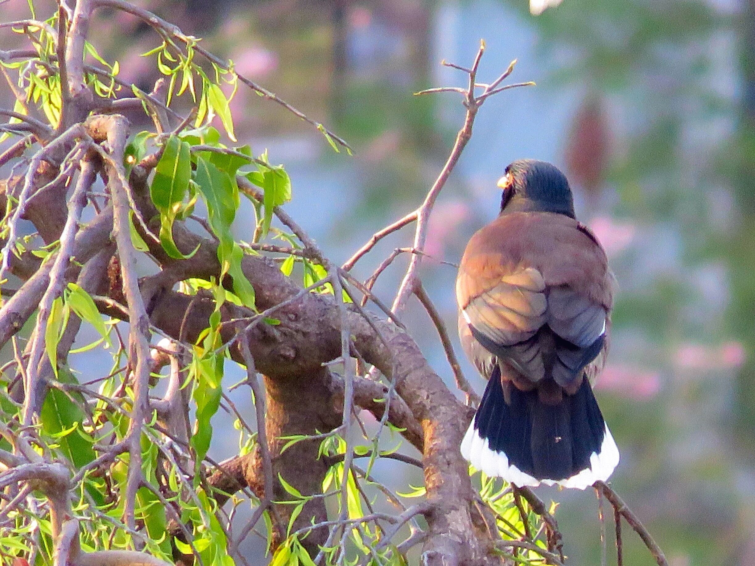 A bird perched on a tree branch with green leaves and a blurred background.