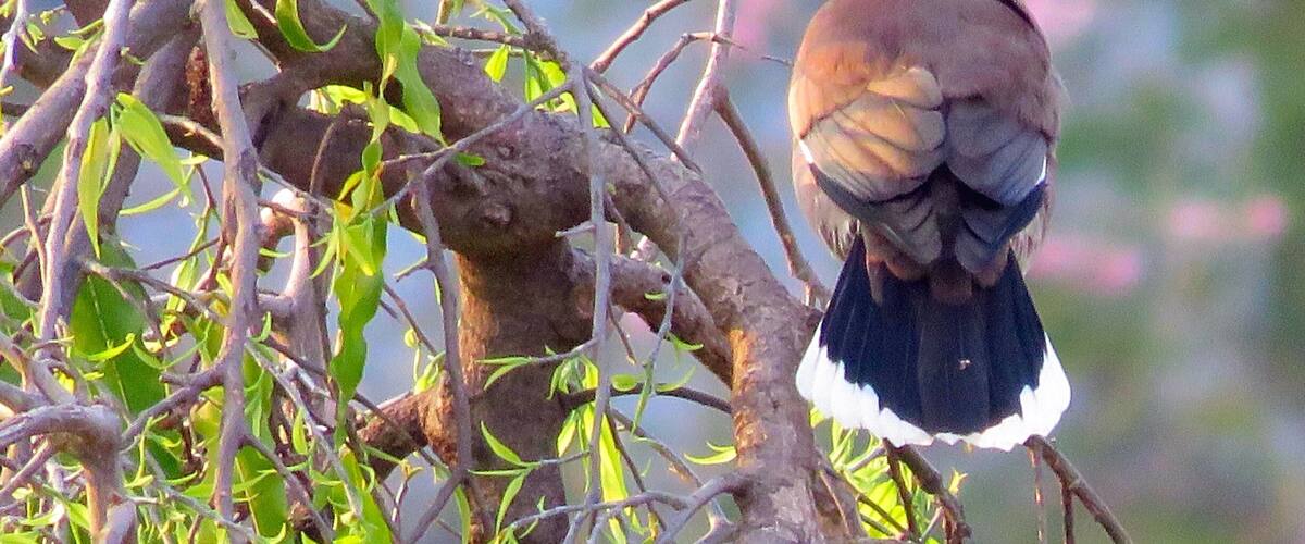 A bird perched on a tree branch with green leaves and a blurred background.