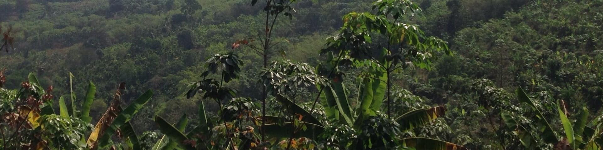 This is in the Indian State of Kerala.