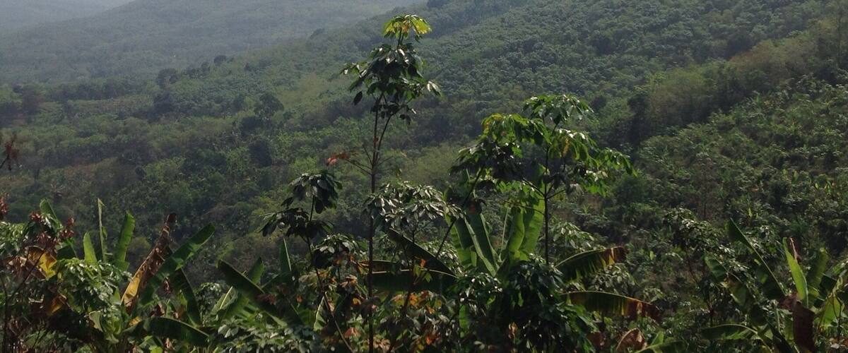 A lush green landscape with dense vegetation and rolling hills in the background.