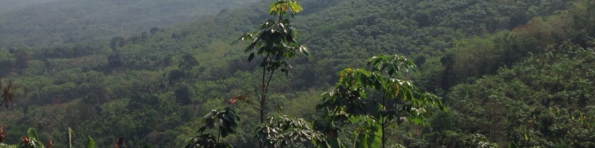 A lush green landscape with dense vegetation and rolling hills in the background.