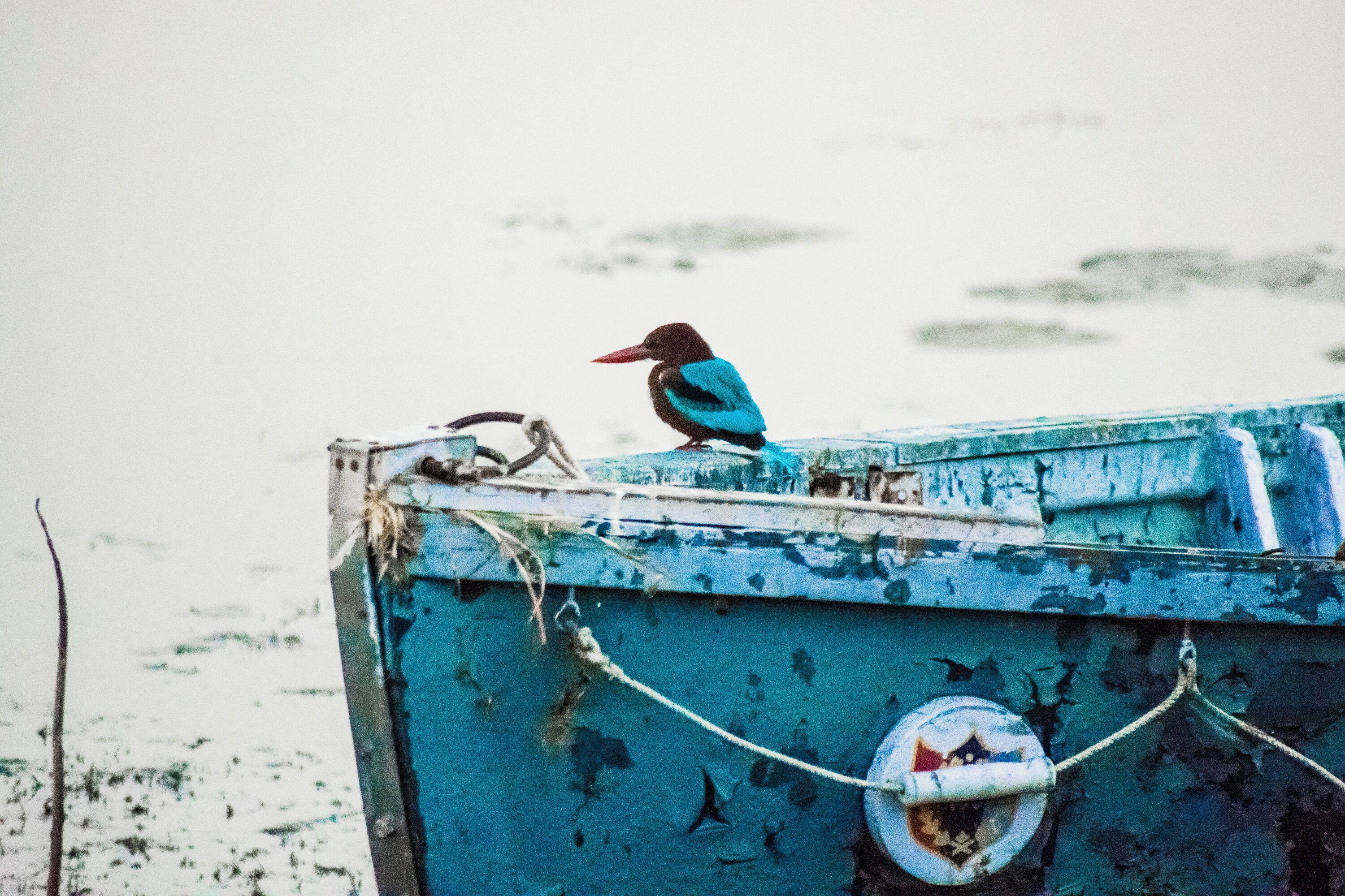 A bird perched on a boat with a rope and a life buoy.