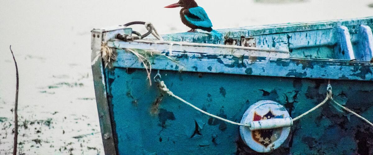 A bird perched on a boat with a rope and a life buoy.