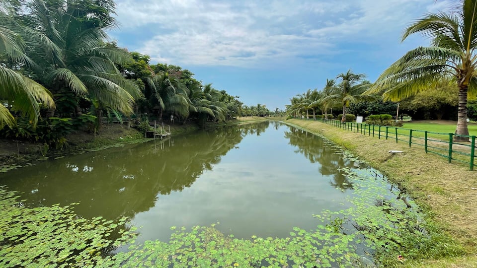 A calm river with water lilies, surrounded by lush greenery and palm trees.