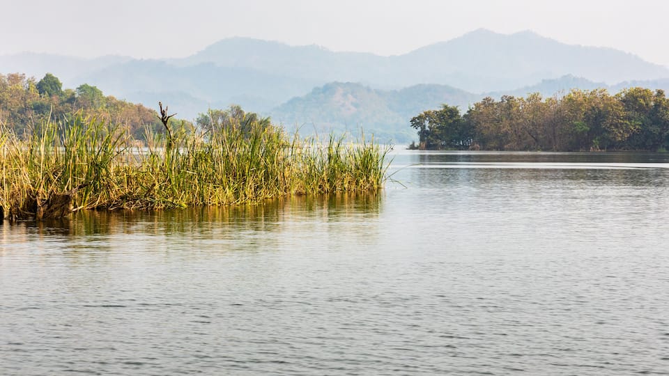 A calm lake with reeds in the foreground and a forested island in the distance.