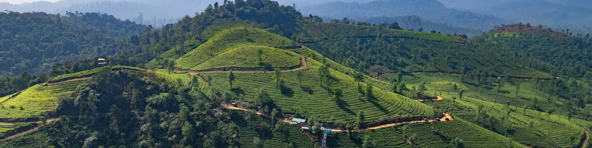 Aerial view of lush green tea plantations covering rolling hills with winding roads and distant misty mountains in the Western Ghats, Vythiri, Kerala, India.