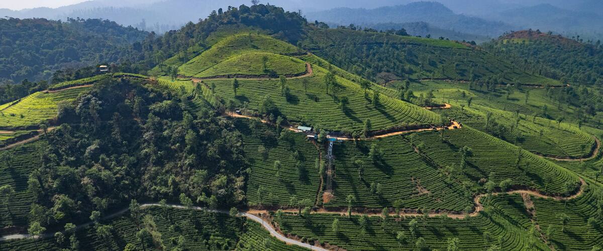 Aerial view of lush green tea plantations covering rolling hills with winding roads and distant misty mountains in the Western Ghats, Vythiri, Kerala, India.