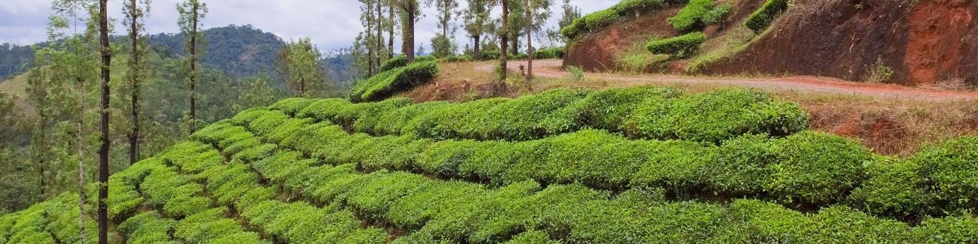 tea plantation in the hills of vythiri kerala india