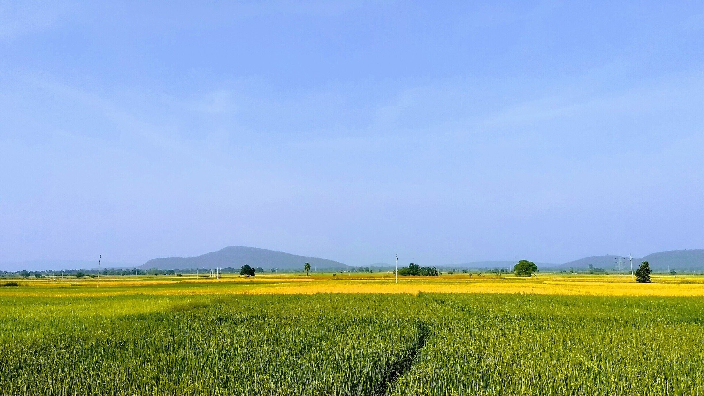 A vast agricultural field with green crops and patches of yellow crops under a clear blue sky.