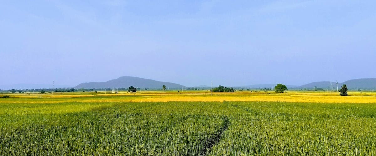 A vast agricultural field with green crops and patches of yellow crops under a clear blue sky.