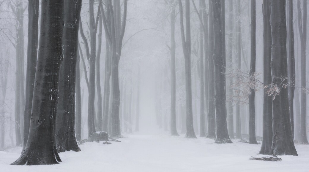 Just an hour drive from Budaoest, the captial of Hungary. Leading up to Csóványos, the highest peak in the Börzsöny mountains.
I took it during a snow storm in January 2019
#BvS100k