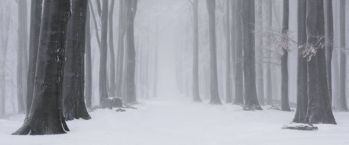 A snow-covered forest with tall trees and a foggy atmosphere.