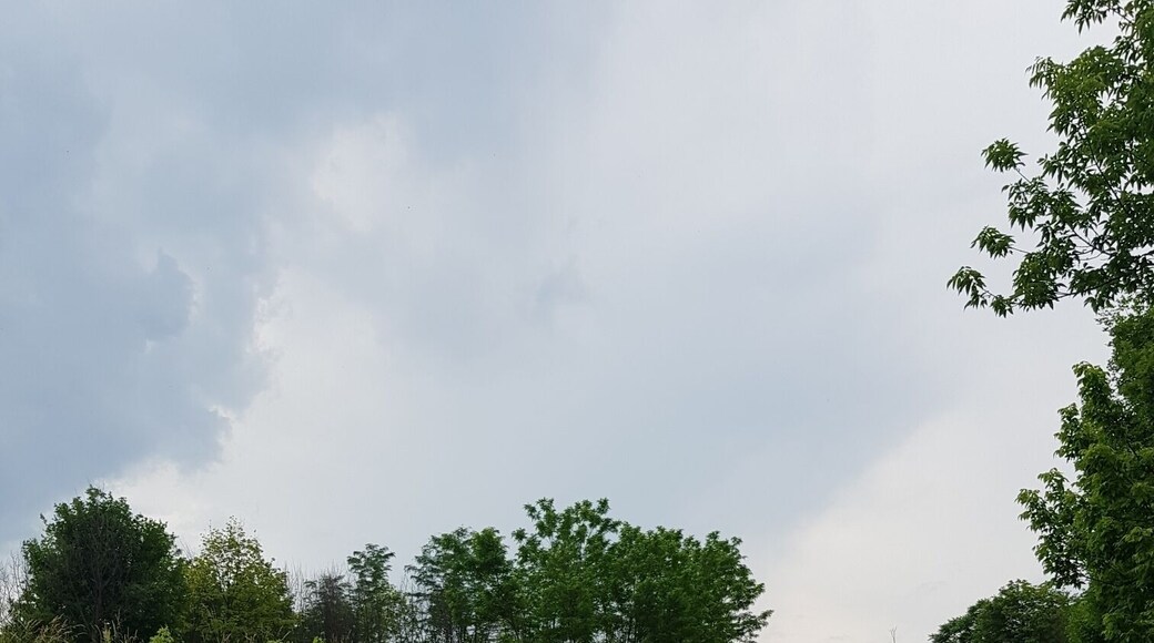 Found these beauties end of my grandmom's garden 😍🐎🐴