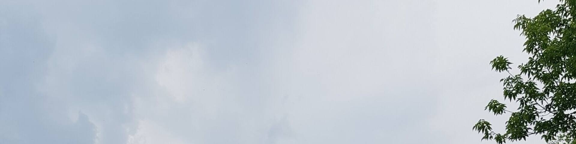 Found these beauties end of my grandmom's garden 😍🐎🐴