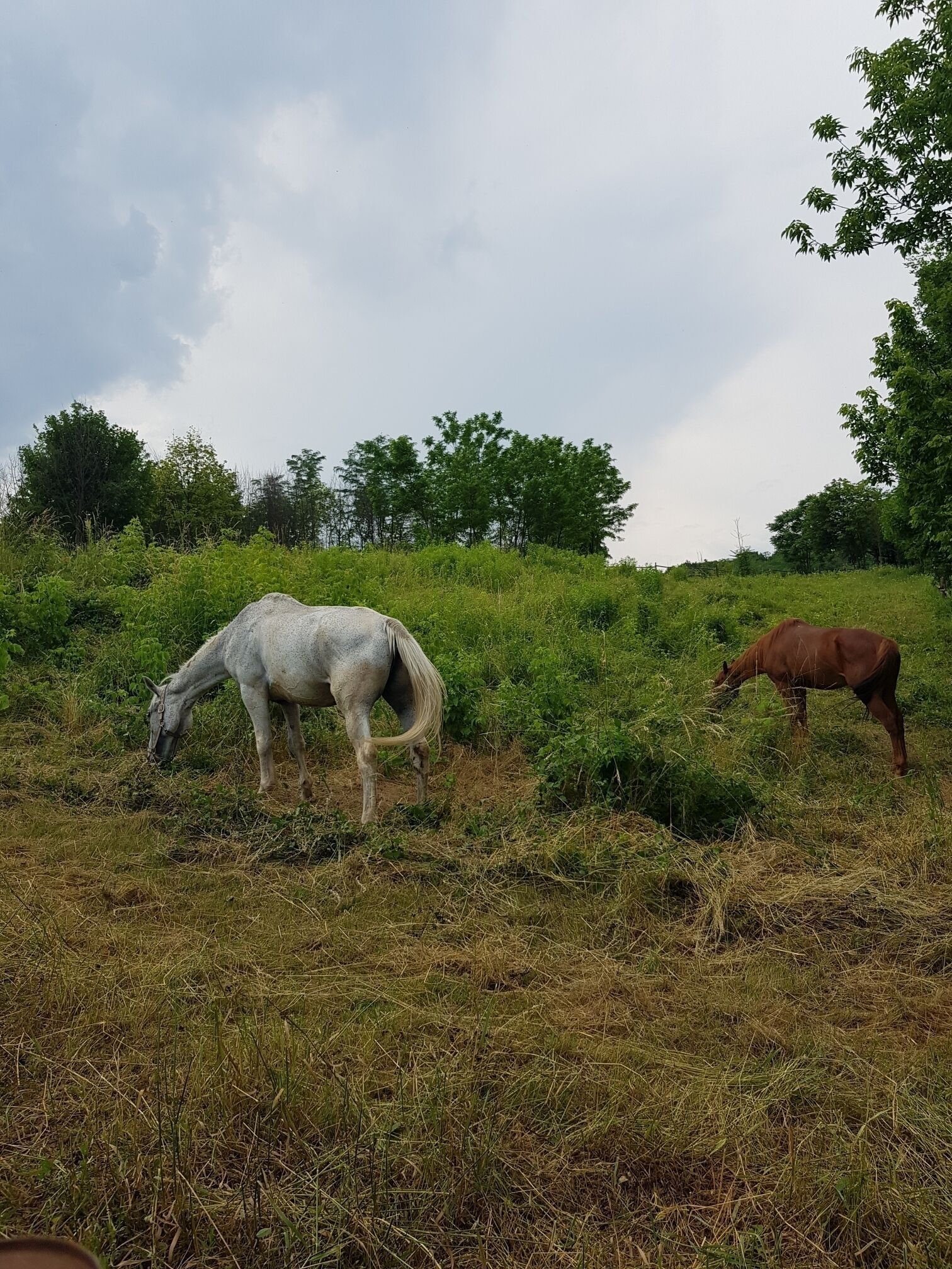 Two horses grazing on a grassy hillside with trees in the background.
